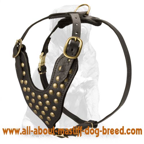 Studded Leather Dog Harness with Y-Shaped Breast Plate for Mastiffs