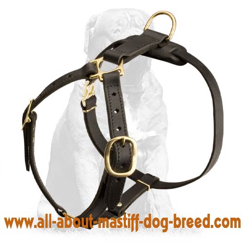 Leather Lightweight Dog Harness for Mastiff Tracking Work, Walking and Training