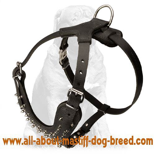 Silver Shining Daily Leather Harness for Mastiff