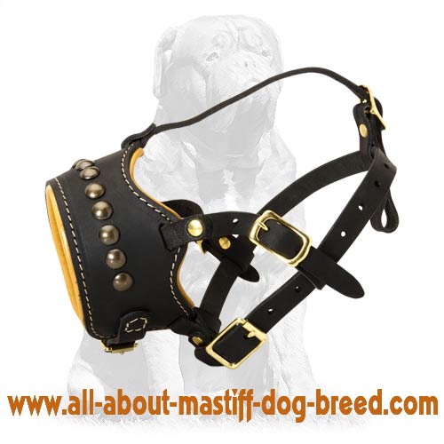 Mastiff Everyday Anti Barking Soft Muzzle decorated with studs
