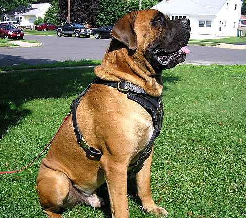 mastiff harness