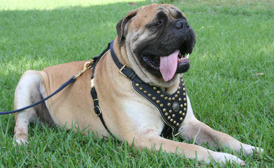 Bullmastiff Leather Harness Studded