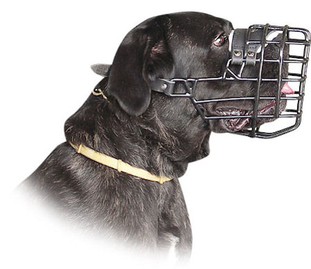 Winter Wire Cane Corso Mastiff Muzzle