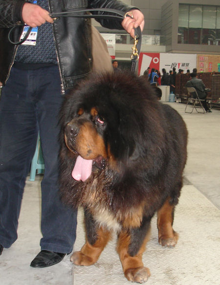 Tibetan Mastiff Multifunctional Leather Dog Leash