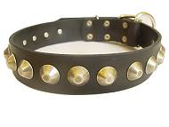 Gorgeous Wide Leather Dog Collar With Brass Pyramids for Mastiff Gorgeous Wide Leather Dog Collar With Brass Pyramids for Mastiff