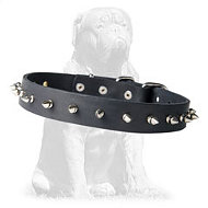 Stylish leather Mastiff collar with steel spikes