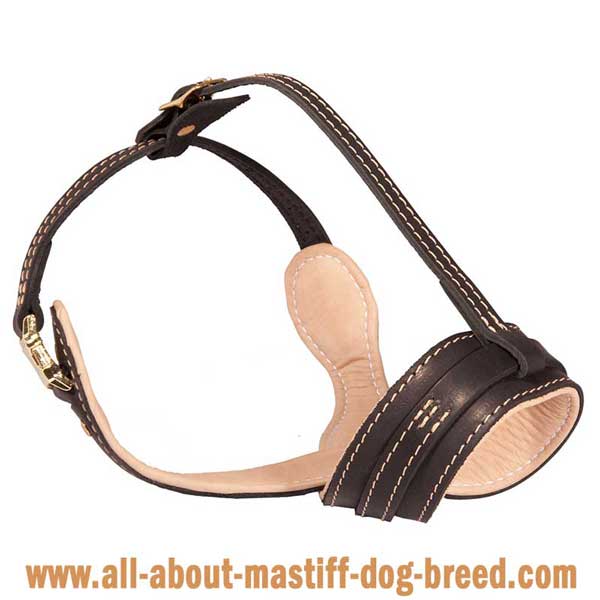 Practical and comfortable American Bandogge Mastiff for public visits