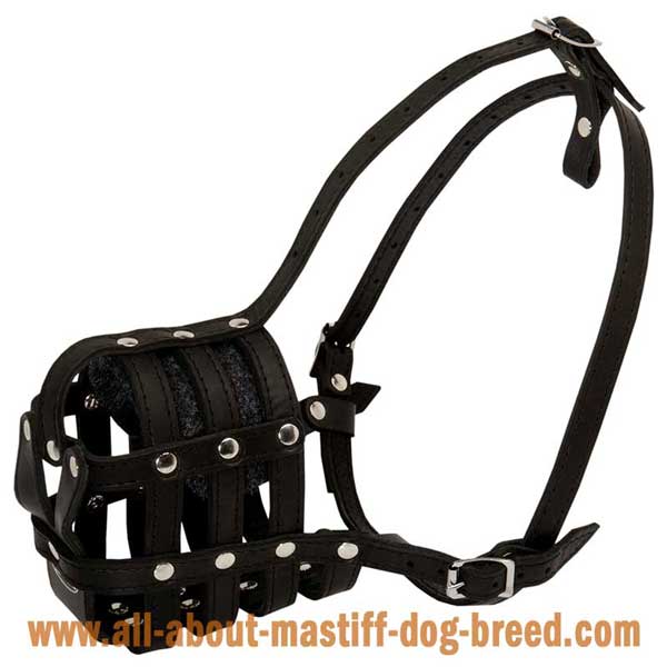 Comfy American Bandogge Mastiff muzzle with ergonimic design