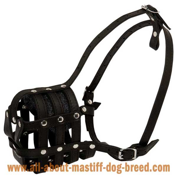 Comfy basket leather muzzle for Argentinian Mastiff