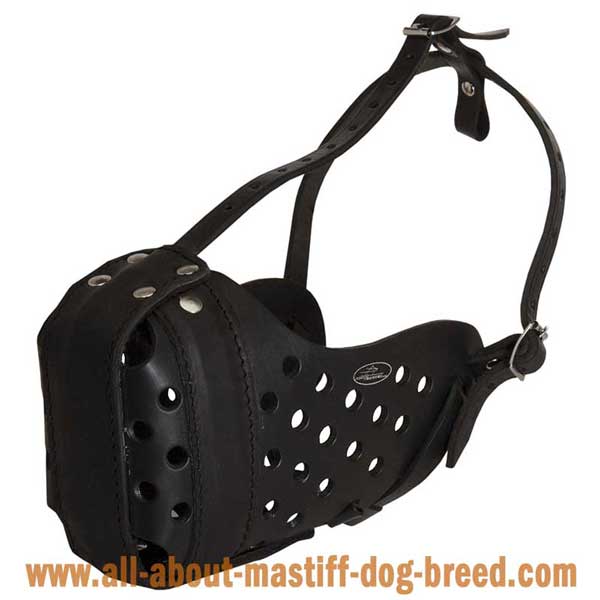 Leather Argentinian Mastiff Muzzle Dog Training