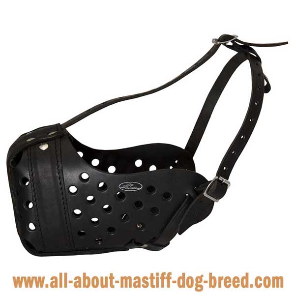 Comfortable Leather Argentinian Mastiff Muzzle