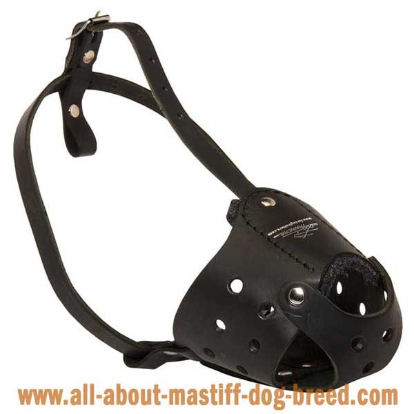 Nose Padded Leather Bullmastiff Muzzle