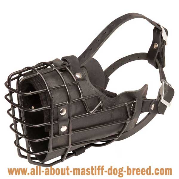 Padded Metal Bullmastiff Muzzle