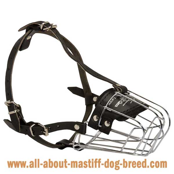 Comfortable soft Bullmastiff muzzle