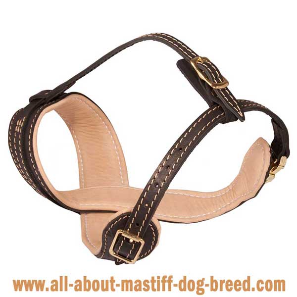Perfect fit leather muzzle