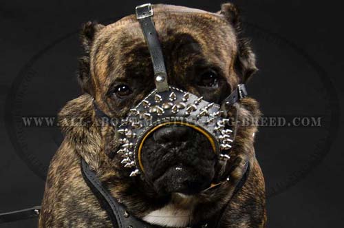 Cane Corso Nappa Padded Leather Muzzle Super Comfortable