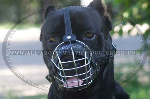 Cane Corso everyday ventilated muzzle