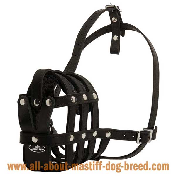 Cane Corso leather muzzle with 4 way adjustable straps