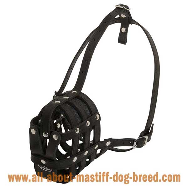 Well fitting leather muzzle for Cane Corso