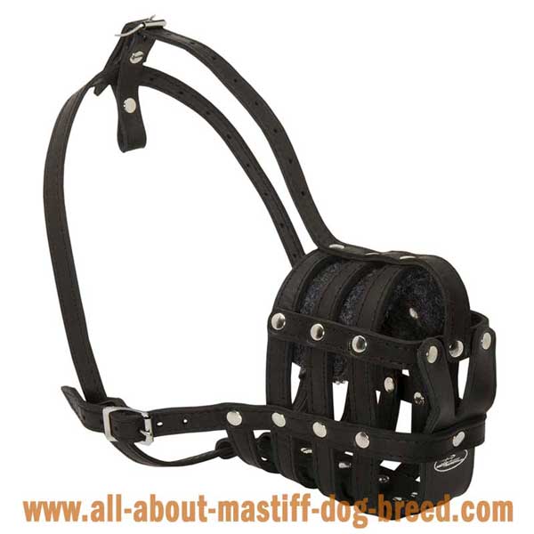 Cane Corso leather muzzle with soft padding