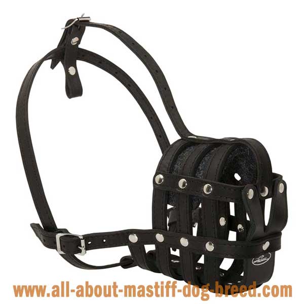 Leather English Mastiff muzzle secured with rivets