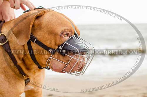 Perfectly ventilated French Mastiff muzzle