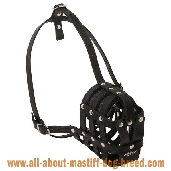 Well fitting leather muzzle for German Mastiff