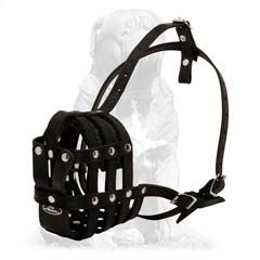 Mastiff breed muzzle for training sessions