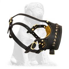 Stylish Bark Control Muzzle for your Mastiff