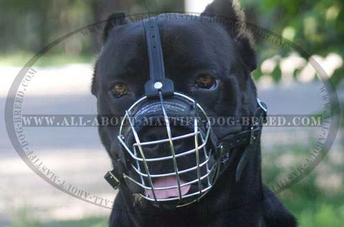 Comfy wire dog muzzle for Mastiff