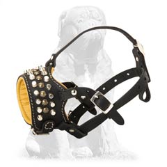 Mastiff dog muzzle of amazing quality