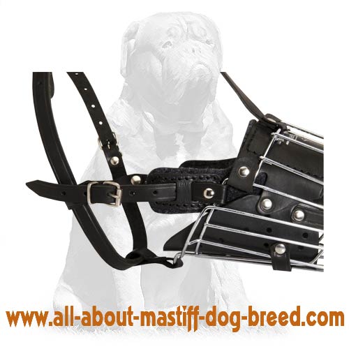 Order Best Basket Metal Dog Muzzle with Padding for Your Mastiff