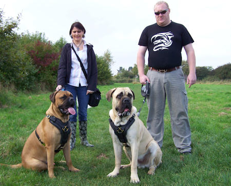 Old english mastiif and Bullmastiff