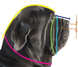 How to measure your dog for good fit muzzle