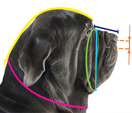 How to  measure your dog