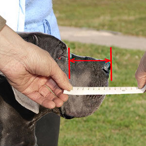 How to measure your Mastiff step 1