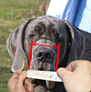 measure your dog for the correct muzzle size mastiff harness mastif size