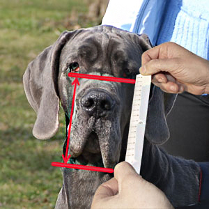 measure your dog for the correct muzzle size mastiff harness mastif size
