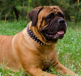 Past and Present of Mastiff Breed